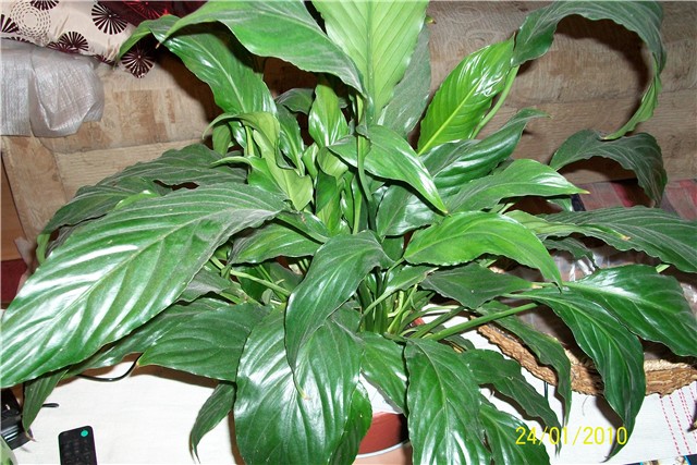 spatifilum- lat. Spathiphyllum  